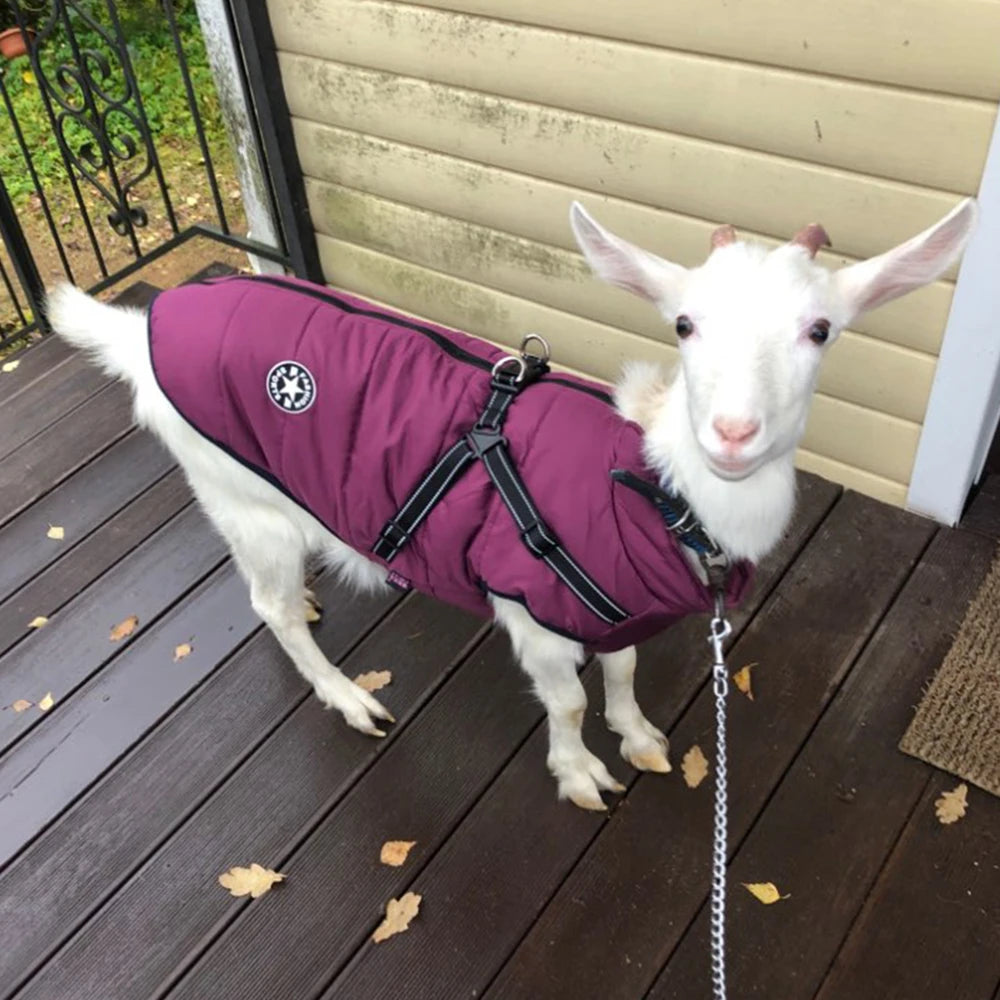 Pet Dog Jacket With Harness - Waterproof Outdoor Dog Coat